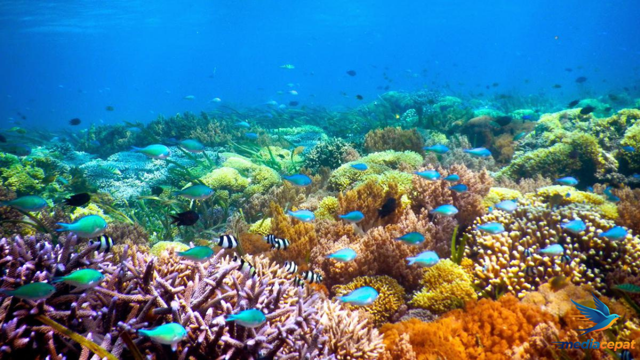 5 Rahasia Laut Karimunjawa yang Bikin Turis Dunia Terpana